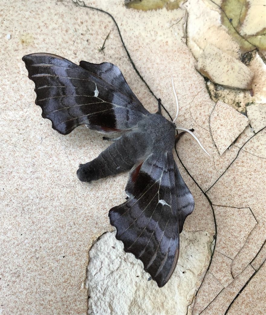 A hawkmoth (aka a bat!)